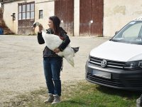 250401 Scheyern Schwan Foto Alfred Raths (03)