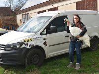 250401 Scheyern Schwan Foto Alfred Raths (04)