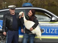 250401 Scheyern Schwan Foto Alfred Raths (08)