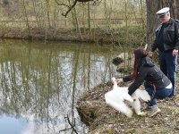 250401 Scheyern Schwan Foto Alfred Raths (11)