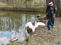 250401 Scheyern Schwan Foto Alfred Raths (13)