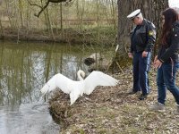 250401 Scheyern Schwan Foto Alfred Raths (14)