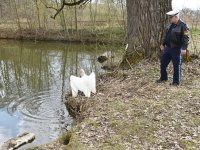 250401 Scheyern Schwan Foto Alfred Raths (15)