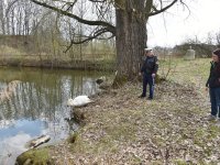 250401 Scheyern Schwan Foto Alfred Raths (16)