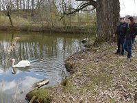 250401 Scheyern Schwan Foto Alfred Raths (17)