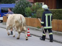 1-05_20160902_Unfall_Kuhlstall_Inkofen