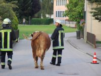 1-08_20160902_Unfall_Kuhlstall_Inkofen