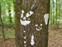 220506 Pfaffenhofen Schulwald SDW-Projekt Foto Alfred Raths  (20)