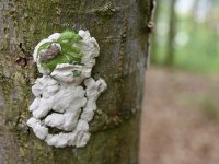 220506 Pfaffenhofen Schulwald SDW-Projekt Foto Alfred Raths  (21)