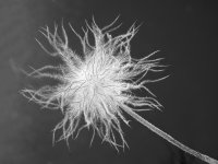 Wuschelkopf_Jürgen Bitz_Annahme