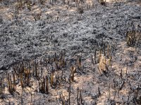 2023-07-07_Vifogra_ID5980_Brand_Langenmosen_22