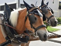 250810 Wolnzach Festzug Teil 1 Foto Alfred Raths  (116)
