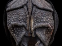 Kein Affe - Philipp Hayer - Medaille