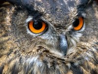 03Thomas Schaeffer - Ernster Blick