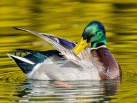 Stockentenerpel im Brautkleid
