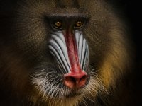 Mandrill-Manfred Spies-Urkunde