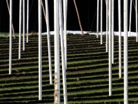 Hopfengarten bei Raitbach - Anton Ritzer