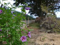 190805 Puch Hortus Garten Foto Alfred Raths  (07)