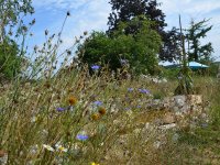 190805 Puch Hortus Garten Foto Alfred Raths  (15)