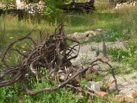 190805 Puch Hortus Garten Foto Alfred Raths  (21)