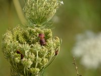 190805 Puch Hortus Garten Foto Alfred Raths  (23)