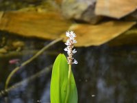 190805 Puch Hortus Garten Foto Alfred Raths  (24)