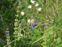 190805 Puch Hortus Garten Foto Alfred Raths  (27)