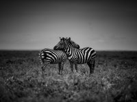 3- Erich Hossner - Verbundenheit