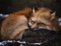 Ben Baumeister_In der Ruhe liegt