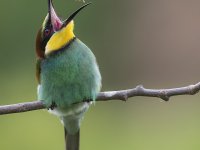 Bild1_Titelbild_Bienenfressser_R.Schaaf_