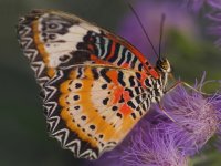 Bild5_Cethosia Cyane_G.Hegele_