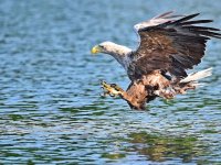 Seeadler